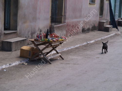 Dog's day out