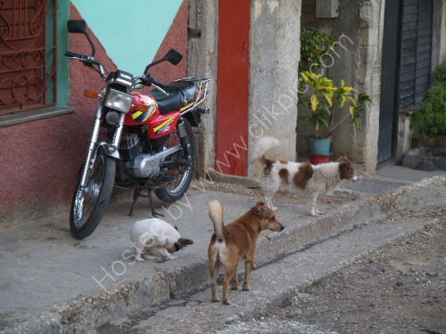 Dog meeting, Bayamo