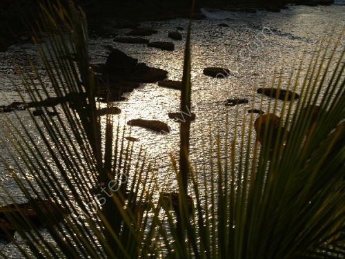 Palm fronds, Baracoa