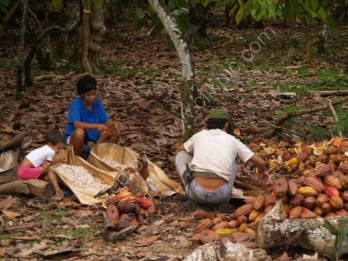 Cocoa Bean harvest