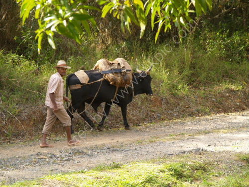 Beast of burden