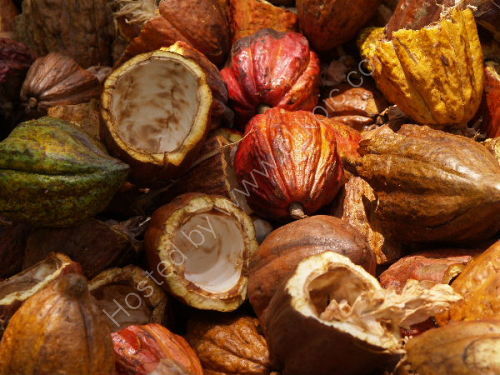Cocoa shells