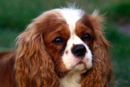 Cavalier King Charles Spaniel Dog