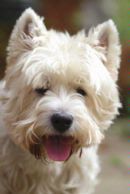 West Highland White Terrier Dog 