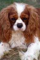 Cavalier King Charles Spaniel