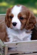 Cavalier King Charles Spaniel Puppy