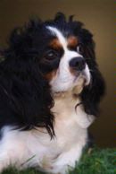 King Charles Spaniel Tricolour Dog