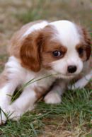 Cavalier King Charles Puppy