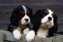 Cavalier Puppies