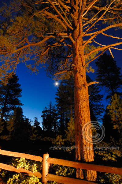 pine tree bryce