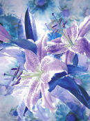 pastel blue lillies