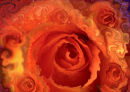 rose 