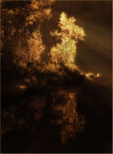 Golden Touch