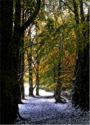 Cold Autumn