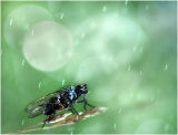 Dodging Drops