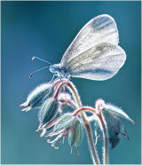 Icequeen