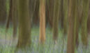 Bluebell woods