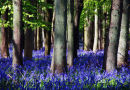 Bluebell woods in sunshine