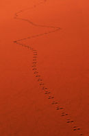 namib dunes