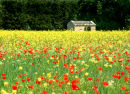 Provence field