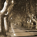 Provence plane trees