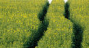 Rape field lines