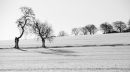snowy field