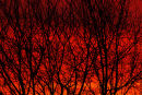 sunrise branches