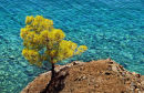 Tree by the sea