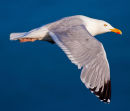 Gull