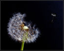 Flight