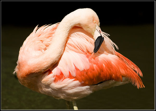 Flamingo