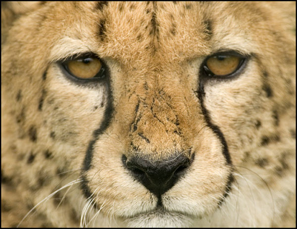 Cheetah