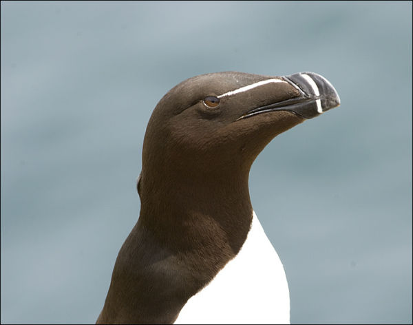 Razorbill