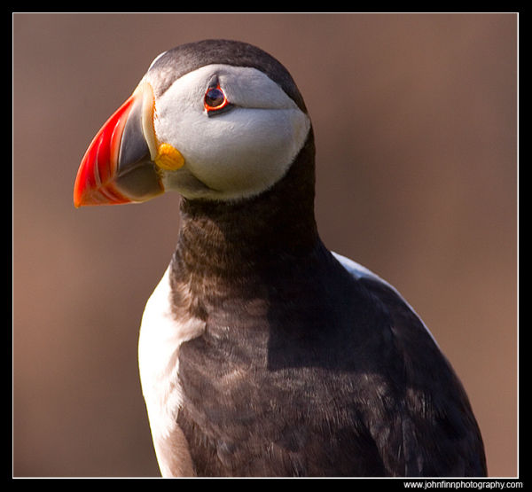 Puffin