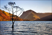 Lone Tree at Buttermere