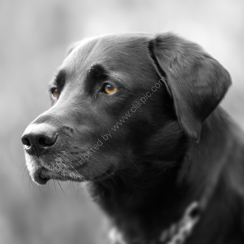 Barney