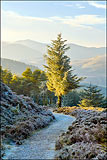 Whinlatter Forest