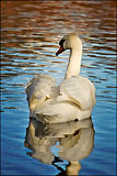 Swan at Grasmere