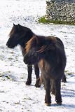 Fell Ponies, Haweswater