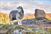 Tarn Hows Sheep