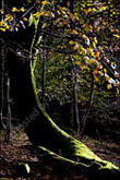 Tree at Tarn Hows