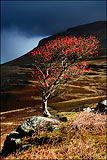 Lone Rowan, Eskdale