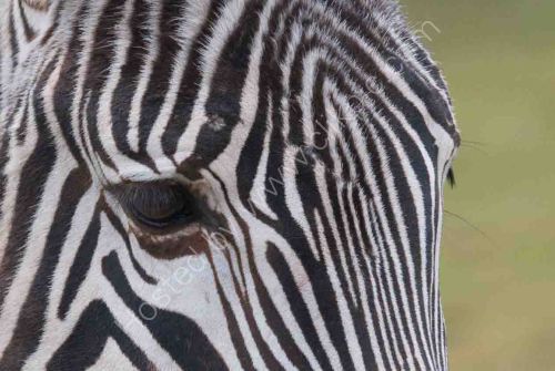Grevy's Zebra