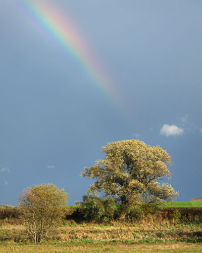 'Bubwith Trees' 