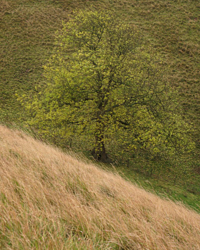 'Grasses and Tree'