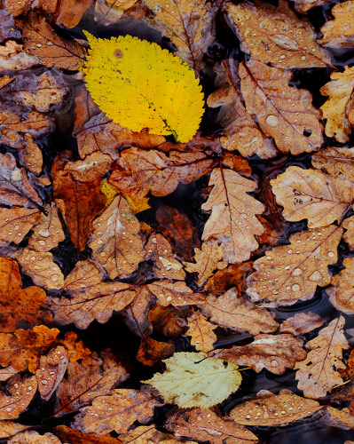 'Wet Pool of Leaves'