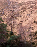 'Trial Image'