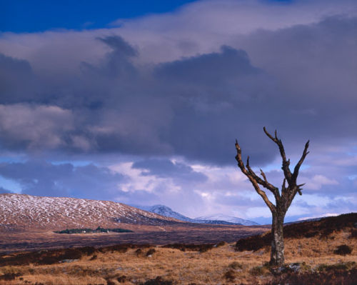 'Wilderness'