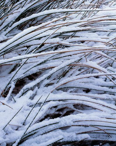 'Grass and Snow'
